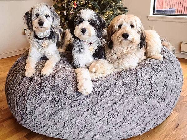 Three puppies on top of a beanbag
